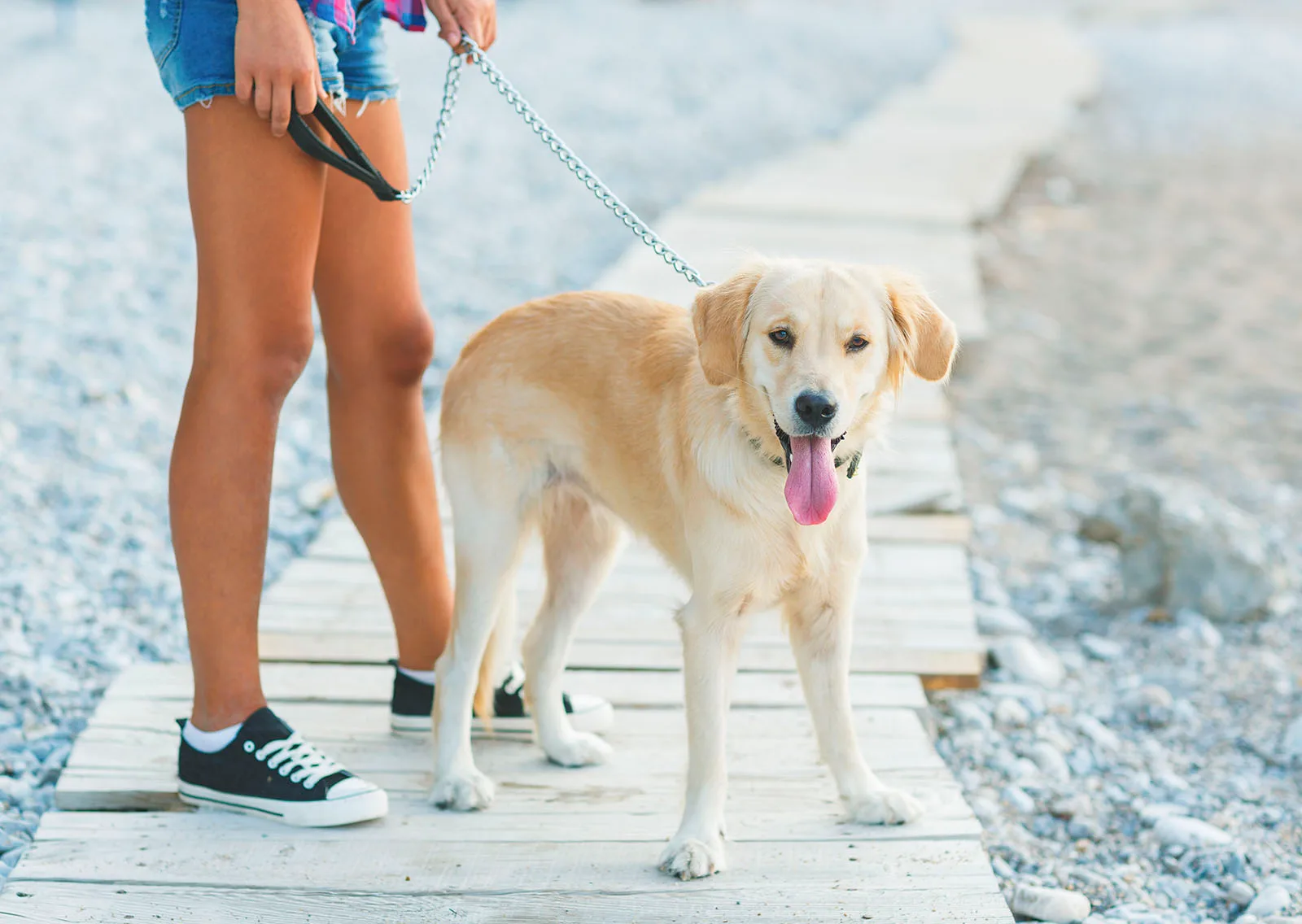 Dog walking