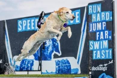 Dog Jumping at Delaware SPCA bark on the boards event in rehoboth beach