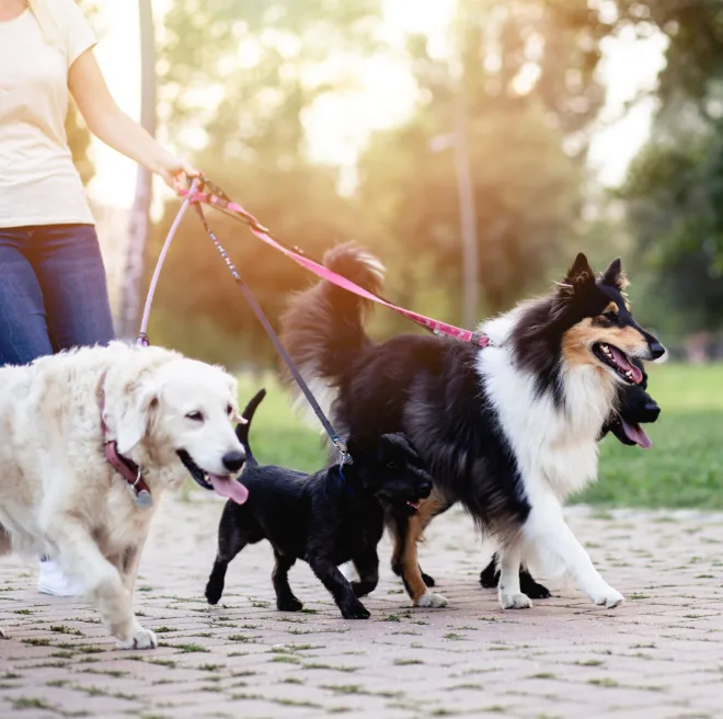 Dog walking