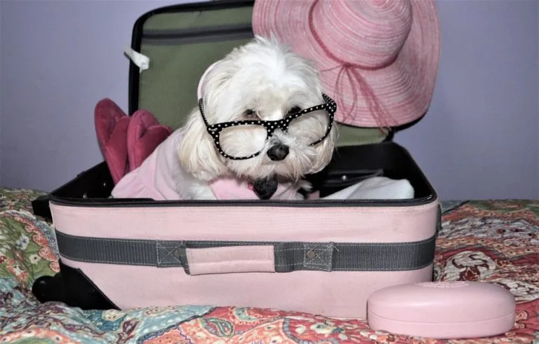 Traveling with your Dog canalside inn