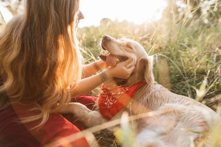Senior Dog Friendly Road trips