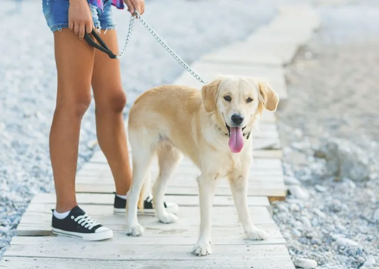 Dog on a leash on a Rehoboth Beach walkway during a fall visit