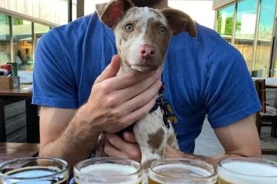 dogfish head dog birthday