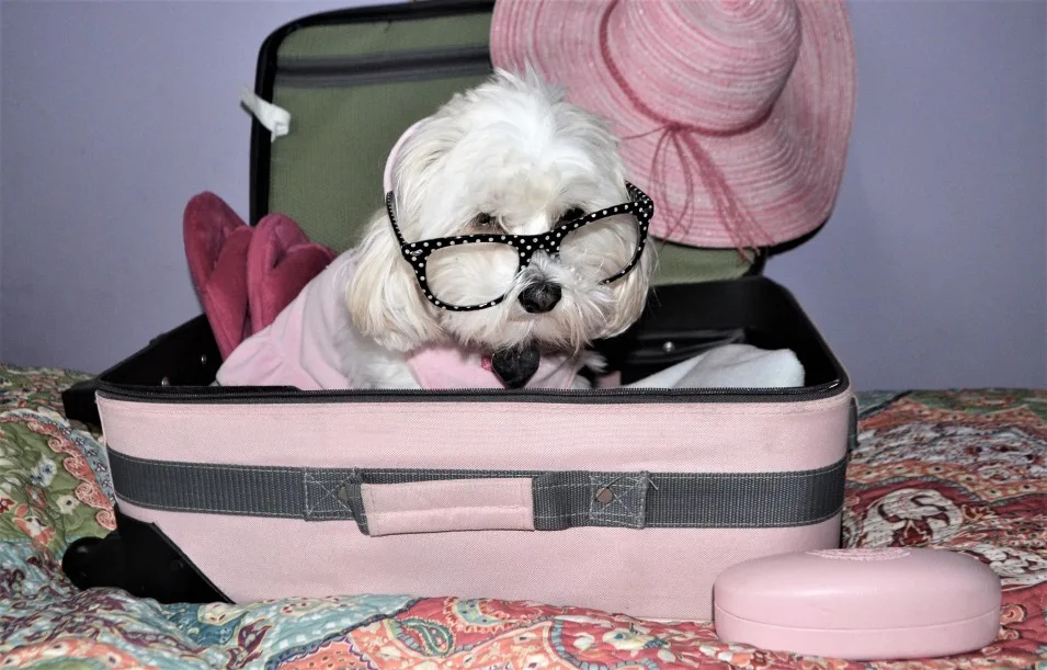 Traveling with your Dog canalside inn